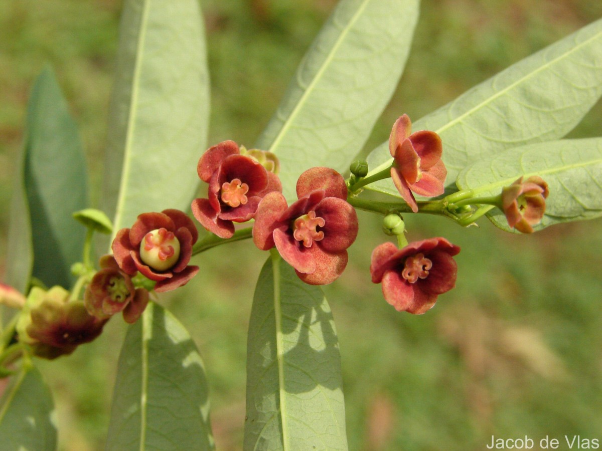 Phyllanthus androgynus (L.) Chakrab. & N.P.Balakr.